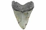 Fossil Megalodon Tooth - North Carolina #360790-2